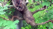 A Day in the Life of Bonsai Iligan - Update of the IpilIpil Tree-NPlclsYEMyQ