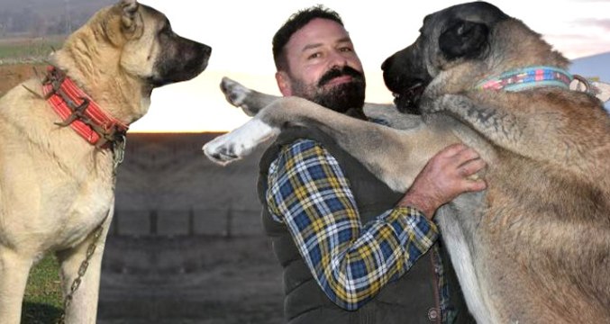 Sivas Kangalı İngiltere'nin Gündeminde! 'Aslan Köpekleri' Olarak Tanımladılar