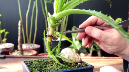 Aloe, Bougainvillea Bonsai Update, Feb 2017-Xk5hRJZ8hFc