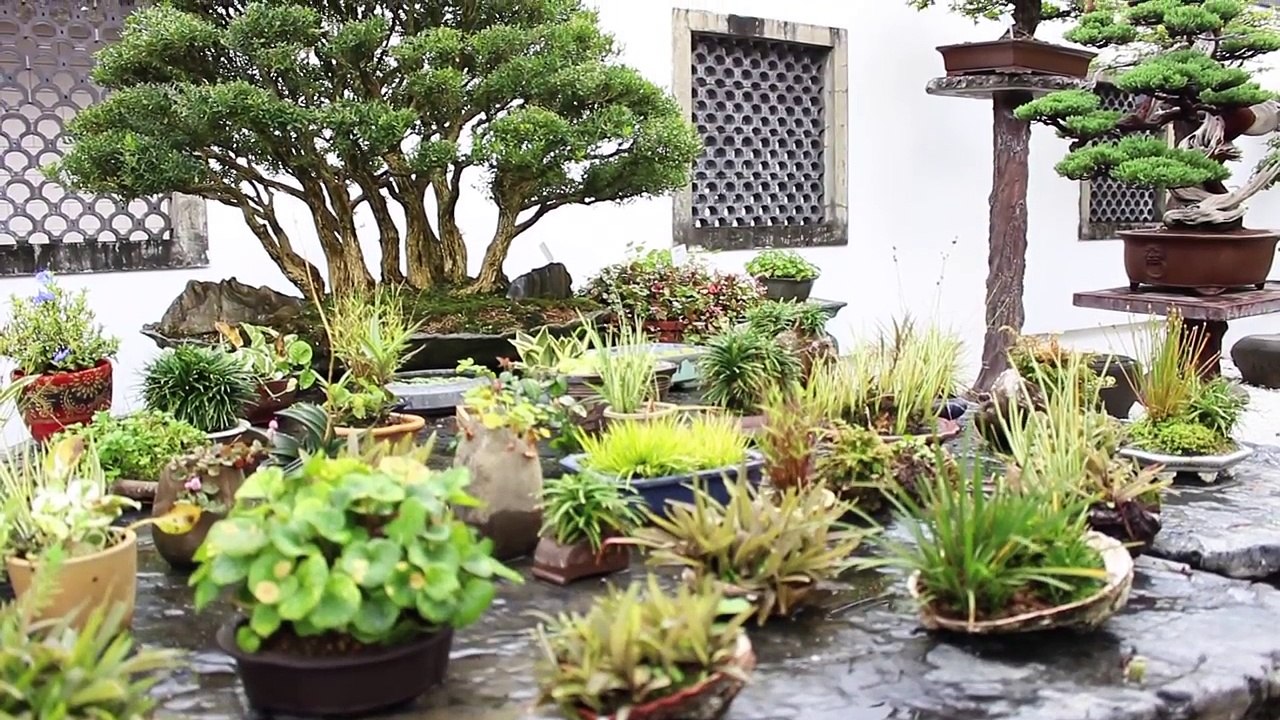 Amy Liang Bonsai Garden-EwyXpRlMkoI