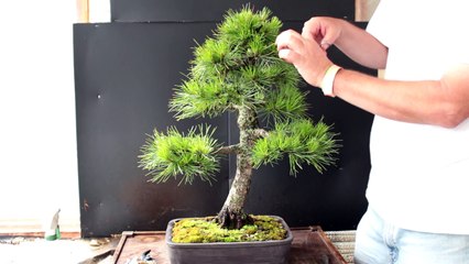 Austrian Pine Bonsai, July 2016-1SwYk6r9wyg