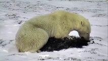 Kelp For Lunch - Polar Bear Live Cam Highlight 11_03_17-If-XmnWPqYM