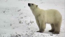 Large Polar Bear Walking  - Polar Bears Live Cam Highlight 11_07_17-GbeM1OCVQUA