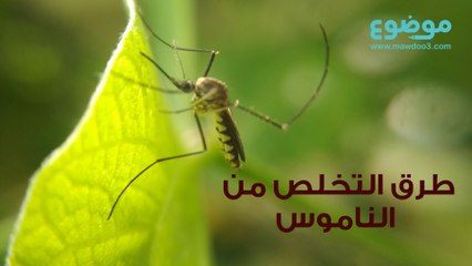طرق التخلص من الناموس