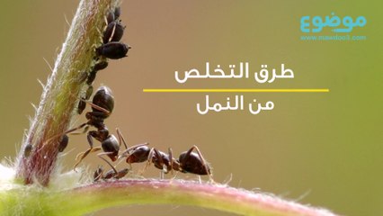 طرق التخلص من النمل