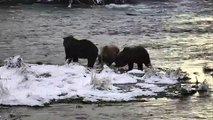 Mom And Cubs On Snowy Island - Brown Bears Live Cam Highlight 10_22_17-EtD7ZkOimW8