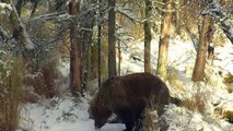 Mom Bear And Cubs Crash The Party - Brown Bears Live Cam Highlight 10_22_17-HFjS3Pl0Gxc