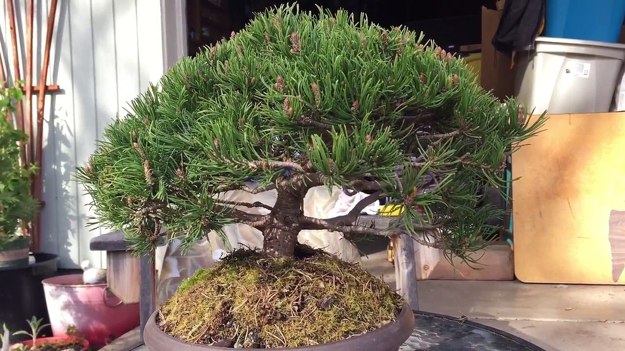 Bonsai jedeye - Mugo pine before-oNB4gTwk9K8