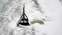 Polar Bear Belly Flop (funny!) - Polar Bears Live Cam Highlight 11_07_17-DSiuIpeQ_bs