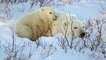 Polar Bear Cub Cuddles With Mother Bear-gPpf1mwgXMw