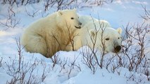 Polar Bear Cub Cuddles With Mother Bear-gPpf1mwgXMw