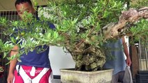 Bonsai Tutorial for Beginners - Pemphis 2,A Continuation on Branch Selection-LeWi8z7VpPY