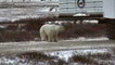 Polar Bear Sniffs Humans - Polar Bears Live Cam Highlight 10_27_17-GDj3D7I6HXw