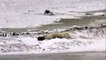 Polar Bears play with kelp - Polar Bears Live Cam Highlight 11_06_17-I1ldm8fPBN0