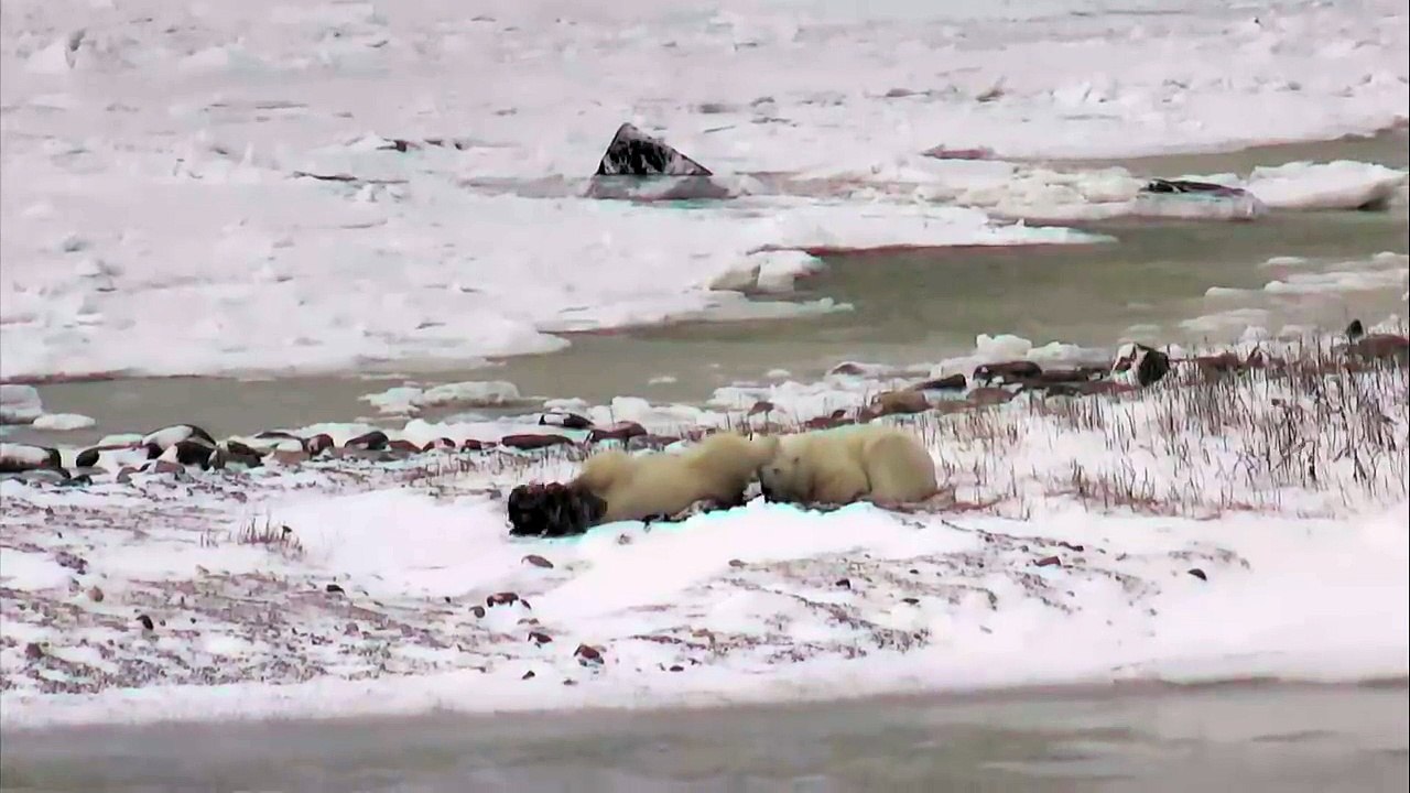 Polar Bears play with kelp - Polar Bears Live Cam Highlight 11_06_17-I1ldm8fPBN0