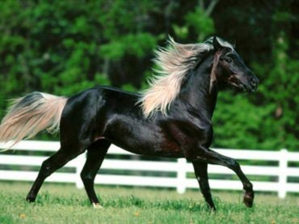 Les races de chevaux les plus rares Vidéo Dailymotion