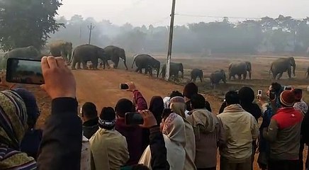 Elephant crossing road