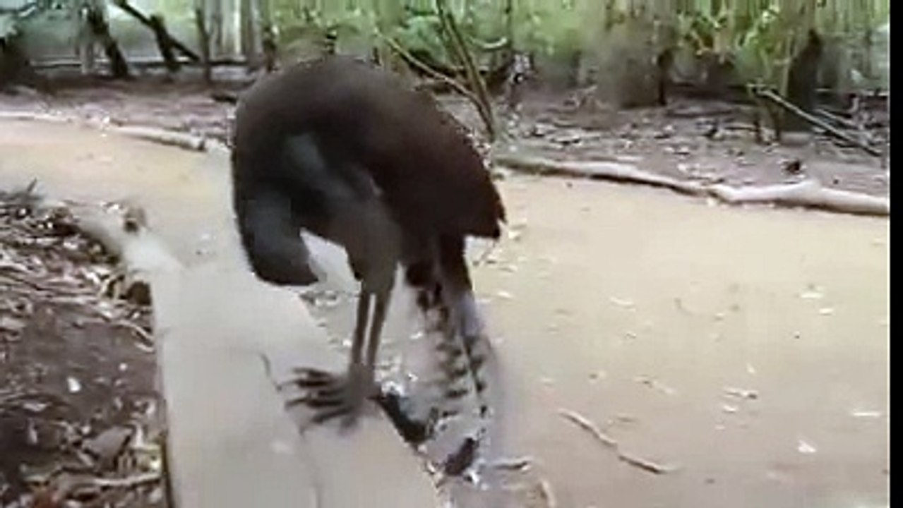 Lir Kuşu-Taklitçi Kuş