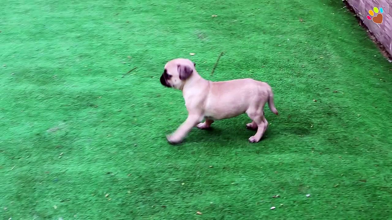 Pug