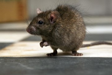 Top 10 des animaux domestiques qui vivent le plus longtemps