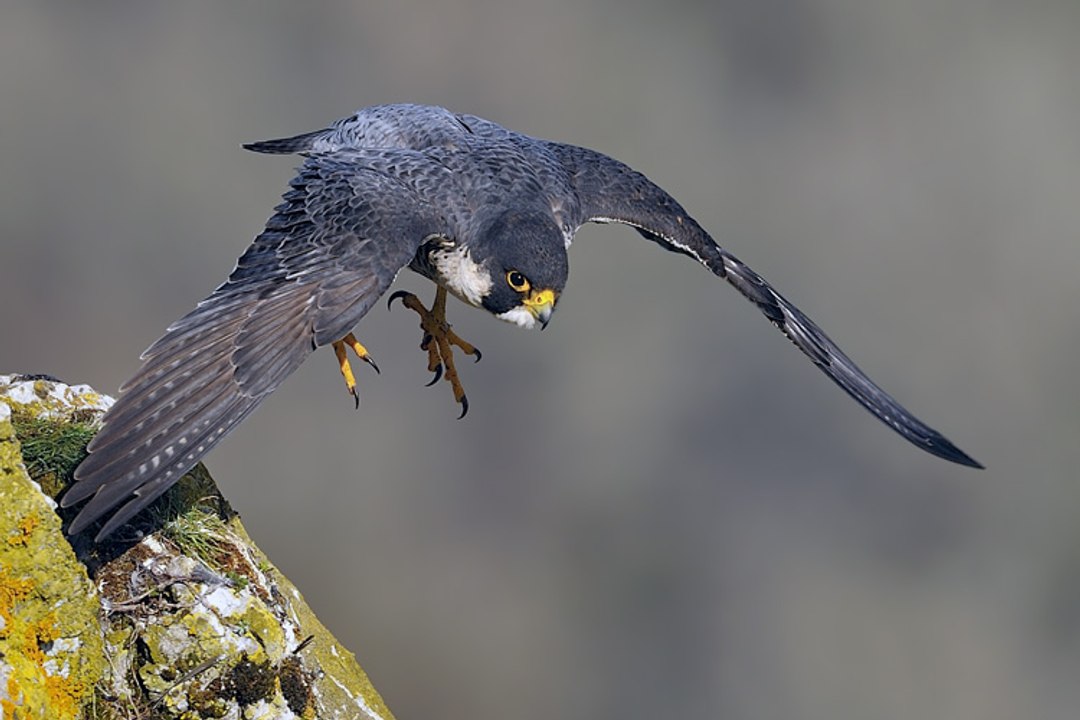 Top 10 des oiseaux les plus rapides du monde Vidéo Dailymotion