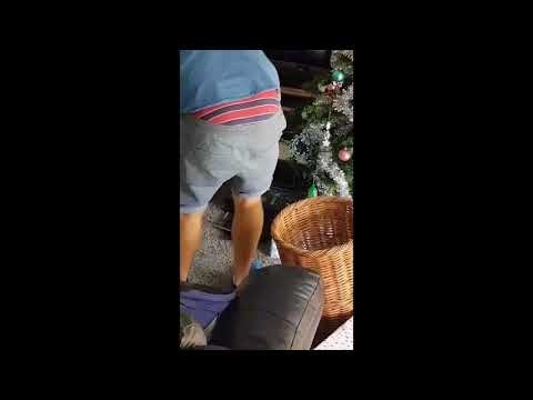 Queensland Catcher Removes Red-Bellied Snake From Behind Christmas Tree