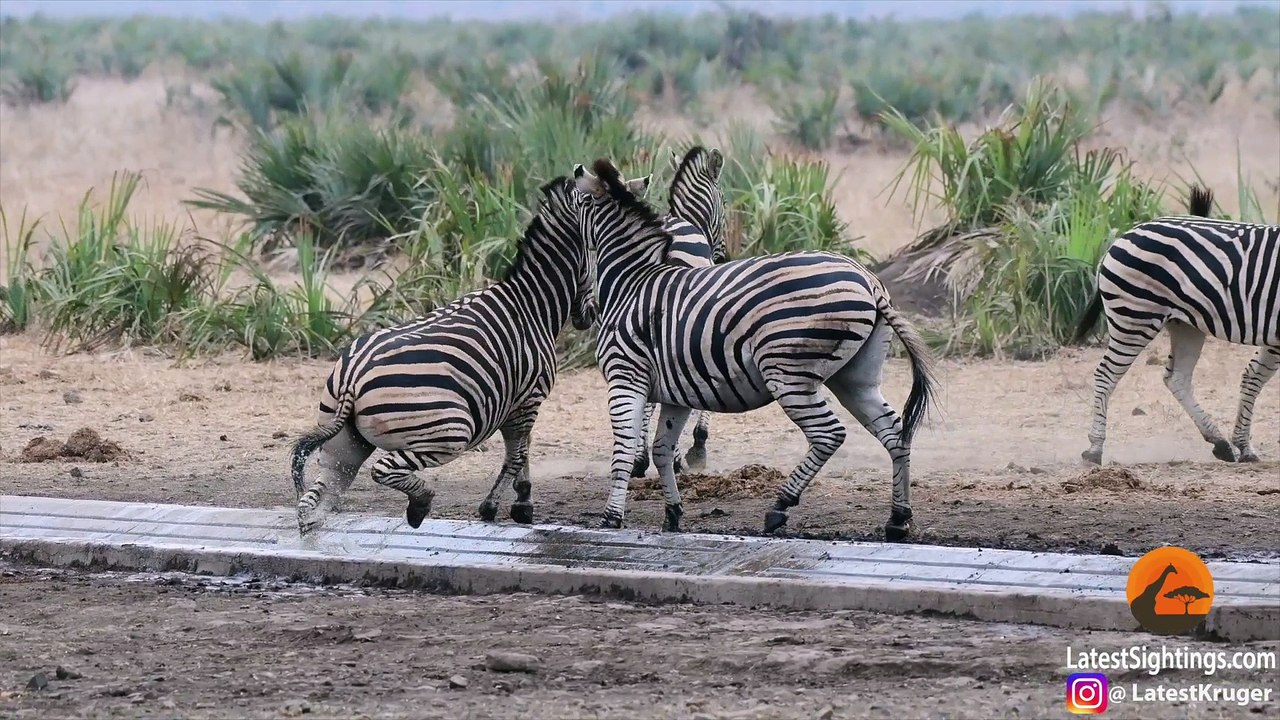 Zebras Fighting - Battle of the Stripes - Latest Sightings Pty Ltd