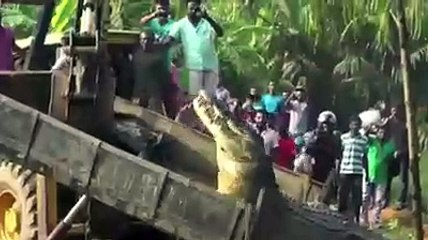 Le plus gros crocodile du monde trouvé dans les Philippines ...