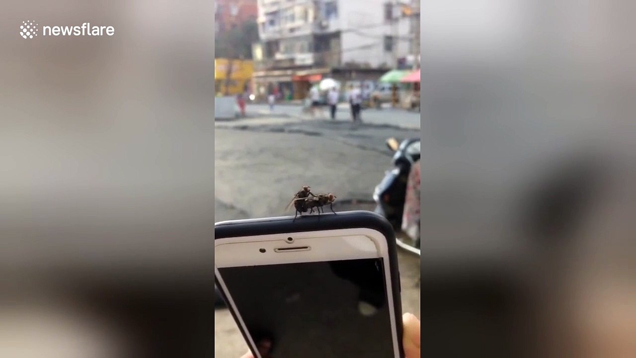แมลงวันแฮปปี้ - Two flies happy on phone