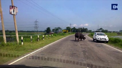 แรดวิ่งบนถนน - Rhino runs on the road