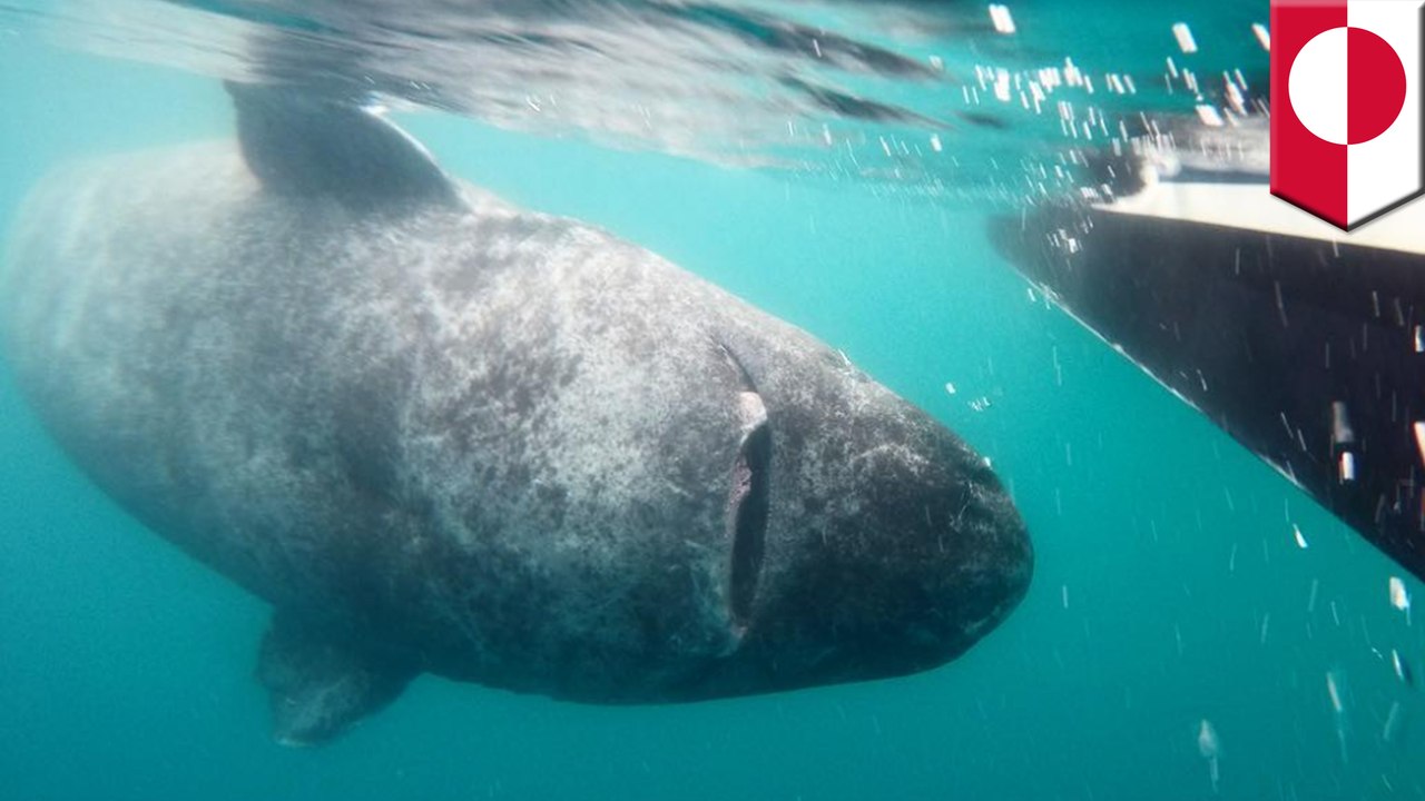 Did scientists just find the world's oldest living creature? Not exactly.