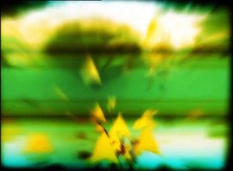 Karayiplerde vahşi yaşam