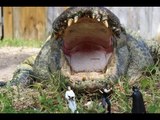 The Gator Crusader Shares His Excitement for The Last Jedi