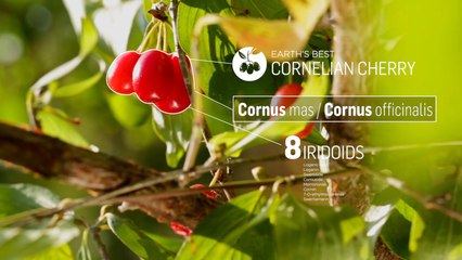 TRACKING EARTH'S BEST CORNELIAN CHERRIES -No4