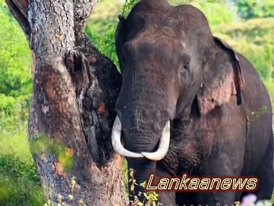 හඩන දරුවන්ට පලතුරු තබා ගිය ගල්ගමුවේ දළ පූට්ටුවාගේ කතාව - Environment & care