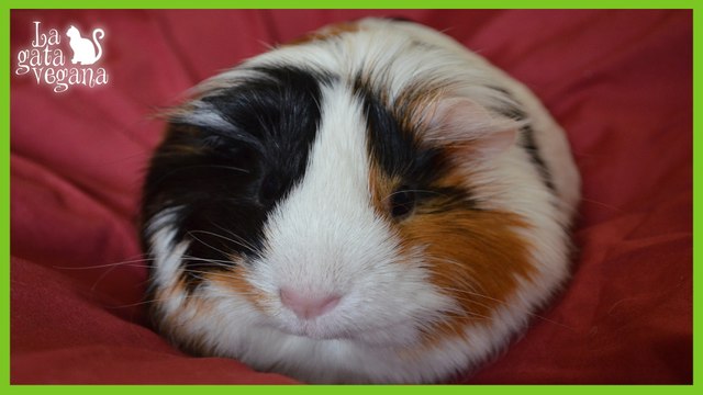 TODO SOBRE MI COBAYA SAKURA | SU HISTORIA, CARACTERÍSTICAS FÍSICAS Y EMOCIONALES