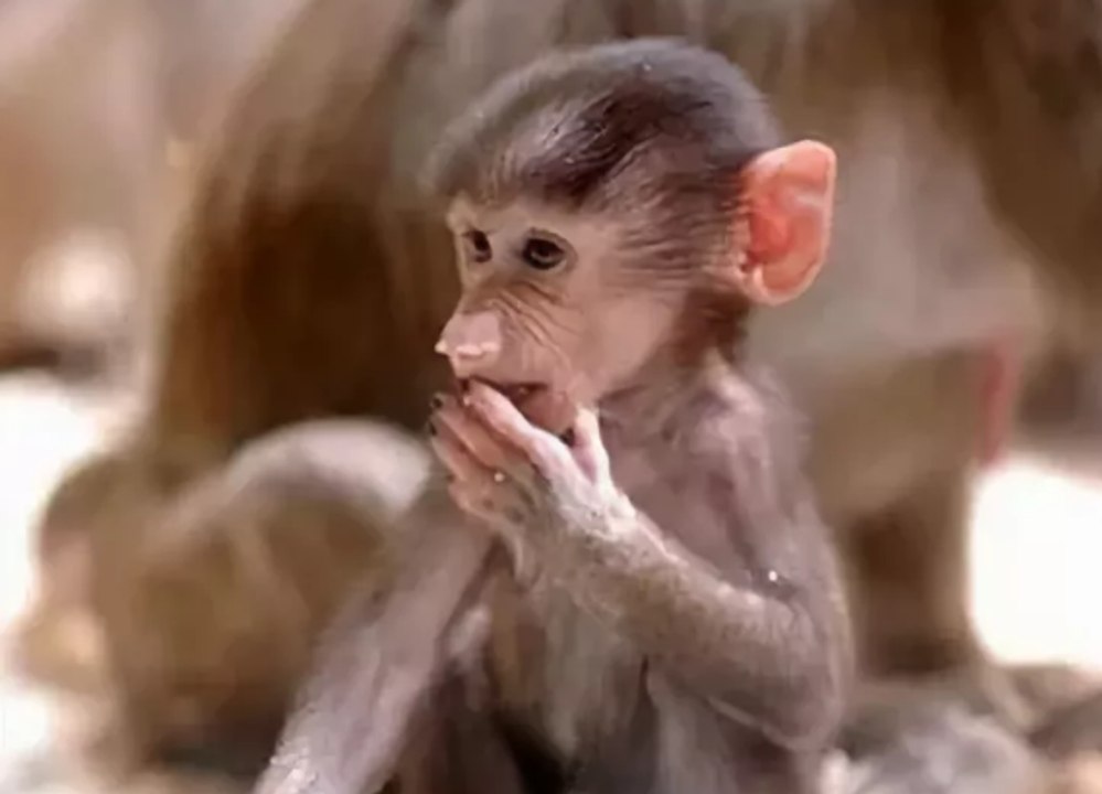 TENDERNESS TO LOOK AT IT