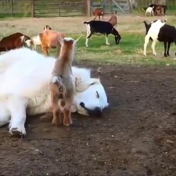 Impossible de dormir tranquille avec toutes ces chèvres... Adorable