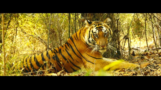 THE NOMAD TRAVELLER presents BANDHAVGARH TIGER and WILDLIFE RESERVE - MADHYA PRADESH