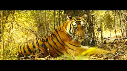 THE NOMAD TRAVELLER presents BANDHAVGARH TIGER and WILDLIFE RESERVE - MADHYA PRADESH
