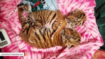 Rare Amur Tigers Born In Connecticut Zoo