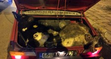 Hırsızlar, Çaldıkları 4 Büyükbaş Hayvanı Ayaklarını Kırarak Otomobile Sığdırdı