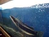 Ce gros poisson à tête de serpent dévore ses proie à une vitesse folle dans son aquarium...