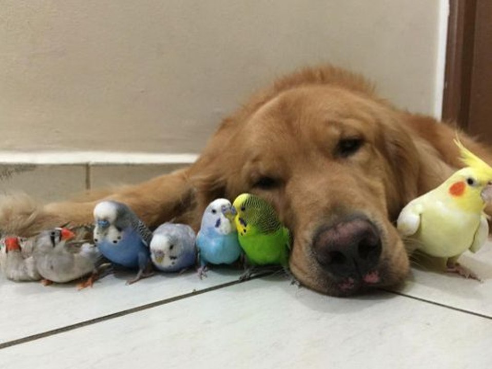 Cet oiseau pas timide du tout vient piquer des poils sur ce chien pour faire son nid