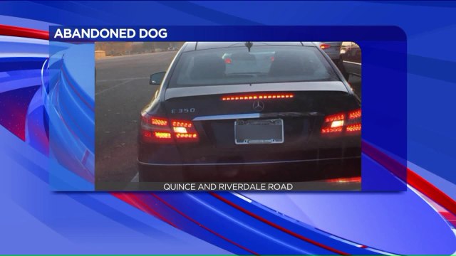 Rescuers Use Social Media to Help Save Abandoned Dog