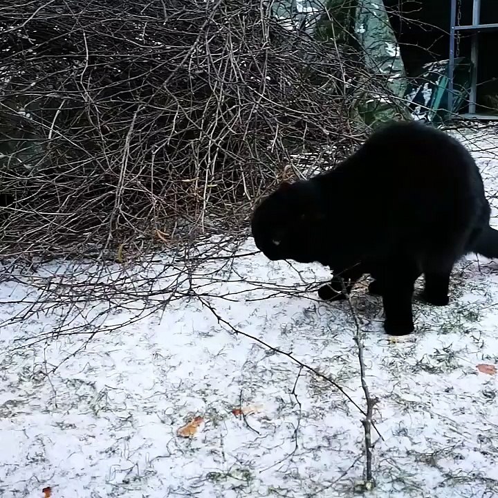 Cat Discovers Snow
