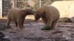 Utah Zoo's Polar Bears Play Together for First Time