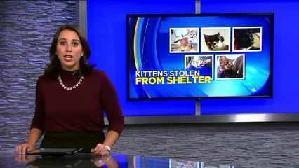 Police Investigating After Five Kittens Stolen from Virginia Animal Shelter