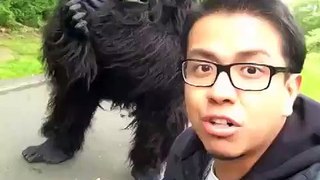 Gorilla Scare Prank