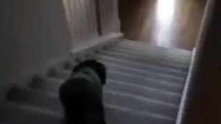 Funny Vines: Dog Scared By Tuba Sound
